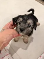 Rocky, a male Bichon Frise and Shorkie for sale in Davenport, FL – 1 of 5