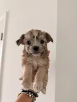 Teddy, a male Bichon Frise and Shorkie for sale in Kissimmee, FL – 1 of 1
