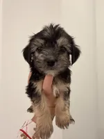 Rocky, a male Bichon Frise and Shorkie for sale in Davenport, FL – 4 of 5