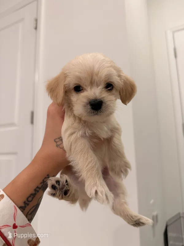 *PRICE REDUCED, READY NOW*  Milo – Bichon Frise, Shorkie puppy for sale in Davenport, FL