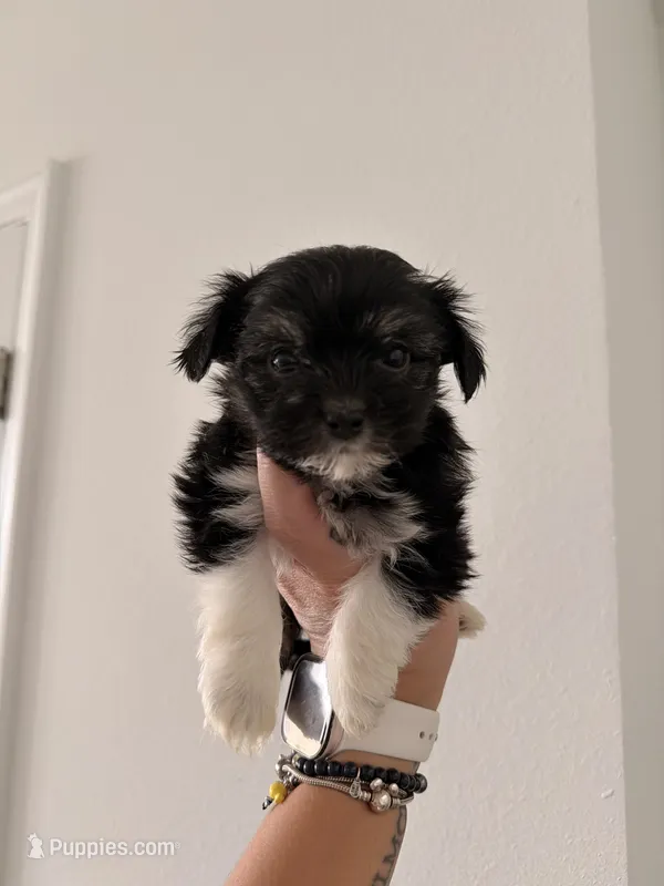 Bella – Bichon Frise, Shorkie puppy for sale in Kissimmee, FL