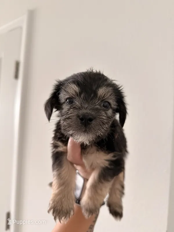 Rocky – Bichon Frise, Shorkie puppy for sale in Kissimmee, FL