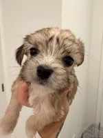 Teddy, a male Bichon Frise and Shorkie for sale in Davenport, FL – 4 of 4
