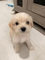 Milo, a male Bichon Frise and Shorkie for sale in Kissimmee, FL – 7 of 7