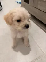Milo, a male Bichon Frise and Shorkie for sale in Kissimmee, FL – 5 of 7