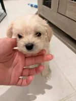 Milo, a male Bichon Frise and Shorkie for sale in Kissimmee, FL – 4 of 7