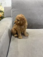 Princess, a female Poodle - Miniature  for sale in Wittmann, AZ – 2 of 3