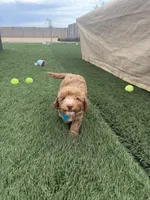 Thor, a male Poodle - Miniature  for sale in Wittmann, AZ – 3 of 3