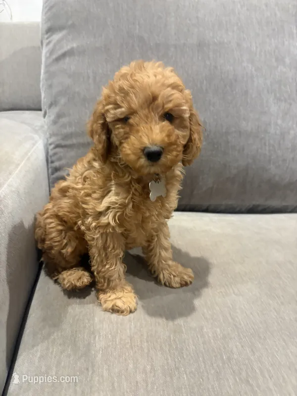 Princess – Poodle - Miniature  puppy for sale in Wittmann, AZ