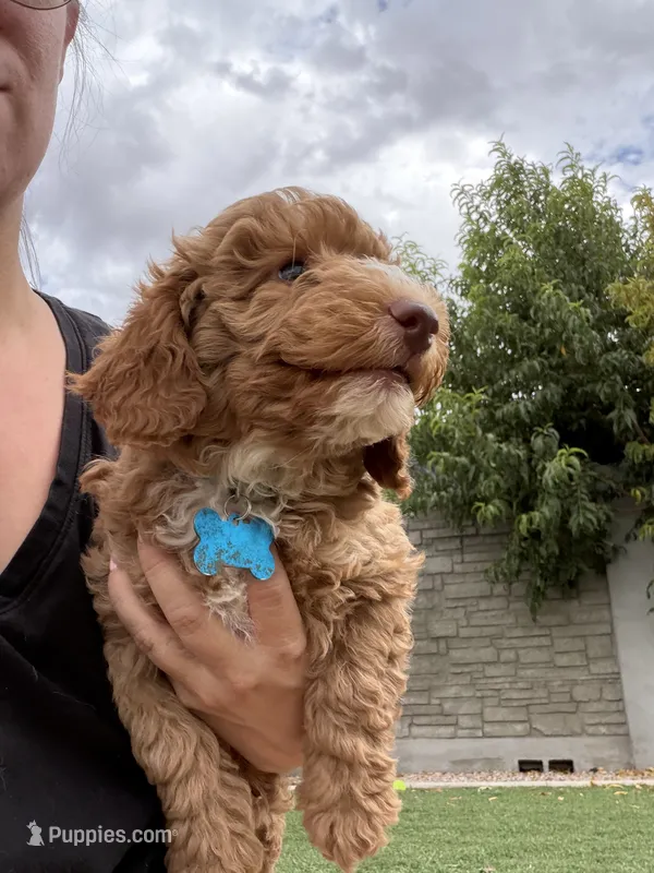 Thor, a male Poodle - Miniature  for sale in Wittmann, AZ – 1 of 3
