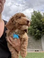 Thor, a male Poodle - Miniature  for sale in Wittmann, AZ – 1 of 3