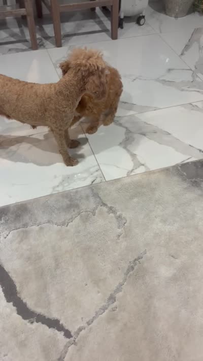 Princess, a female Poodle - Miniature  for sale in Wittmann, AZ – 3 of 3