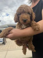 Thor, a male Poodle - Miniature  for sale in Wittmann, AZ – 2 of 3