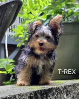 T-Rex, a male Yorkshire Terrier for sale in Tullahoma, TN – 1 of 6