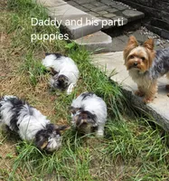 Oliver, a male Yorkshire Terrier for sale in Tullahoma, TN – 4 of 8