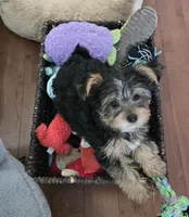 T-Rex, a male Yorkshire Terrier for sale in Tullahoma, TN – 4 of 6