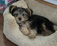 T-Rex, a male Yorkshire Terrier for sale in Tullahoma, TN – 3 of 6