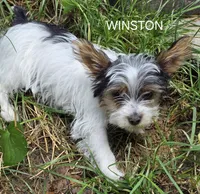 Winston, a male Yorkshire Terrier for sale in Tullahoma, TN – 1 of 8