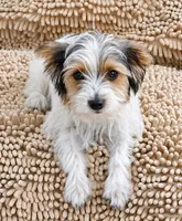 Winston, a male Yorkshire Terrier for sale in Tullahoma, TN – 4 of 9