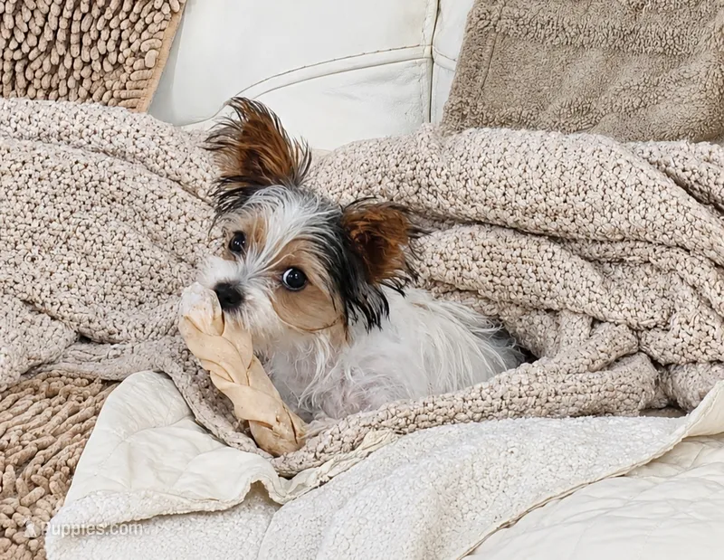 Winston – Yorkshire Terrier puppy for sale in Tullahoma, TN