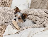 Winston, a male Yorkshire Terrier for sale in Tullahoma, TN – 1 of 9