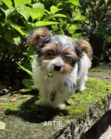 Artemis (Artie), a male Yorkshire Terrier for sale in Tullahoma, TN – 1 of 6