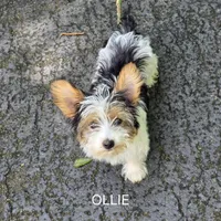 Oliver, a male Yorkshire Terrier for sale in Tullahoma, TN – 3 of 8