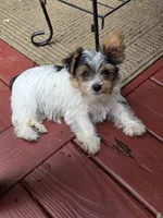 Artemis (Artie), a male Yorkshire Terrier for sale in Tullahoma, TN – 3 of 6