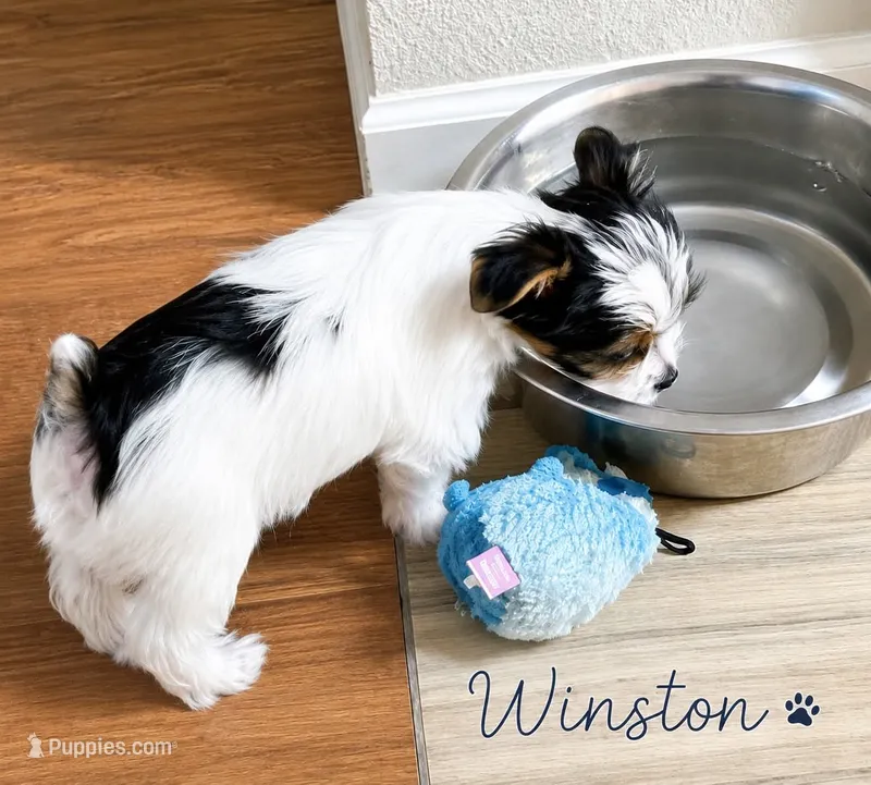 Winston – Yorkshire Terrier puppy for sale in Tullahoma, TN