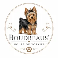 T-Rex, a male Yorkshire Terrier for sale in Tullahoma, TN – 6 of 6