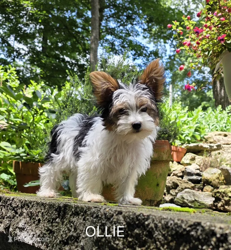 Oliver – Yorkshire Terrier puppy for sale in Tullahoma, TN