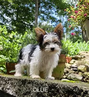 Oliver, a male Yorkshire Terrier for sale in Tullahoma, TN – 1 of 8