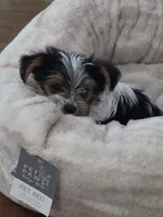 Artemis (Artie), a male Yorkshire Terrier for sale in Tullahoma, TN – 2 of 6