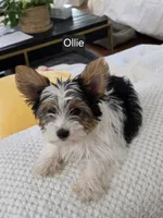 Oliver, a male Yorkshire Terrier for sale in Tullahoma, TN – 5 of 8