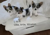 Winston, a male Yorkshire Terrier for sale in Tullahoma, TN – 6 of 8