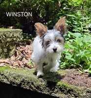 Winston, a male Yorkshire Terrier for sale in Tullahoma, TN – 2 of 8