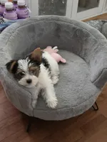 Oliver, a male Yorkshire Terrier for sale in Tullahoma, TN – 6 of 8