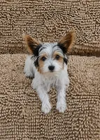 Winston, a male Yorkshire Terrier for sale in Tullahoma, TN – 3 of 9