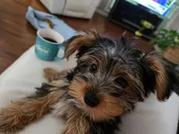 T-Rex, a male Yorkshire Terrier for sale in Tullahoma, TN – 2 of 6