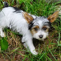 Winston, a male Yorkshire Terrier for sale in Tullahoma, TN – 7 of 9