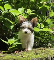 Oliver, a male Yorkshire Terrier for sale in Tullahoma, TN – 2 of 8