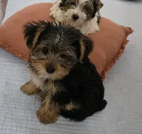 T-Rex, a male Yorkshire Terrier for sale in Tullahoma, TN – 5 of 6