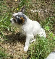 Winston, a male Yorkshire Terrier for sale in Tullahoma, TN – 4 of 8