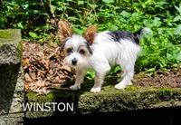 Winston, a male Yorkshire Terrier for sale in Tullahoma, TN – 6 of 9