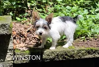 Winston, a male Yorkshire Terrier for sale in Tullahoma, TN – 3 of 8