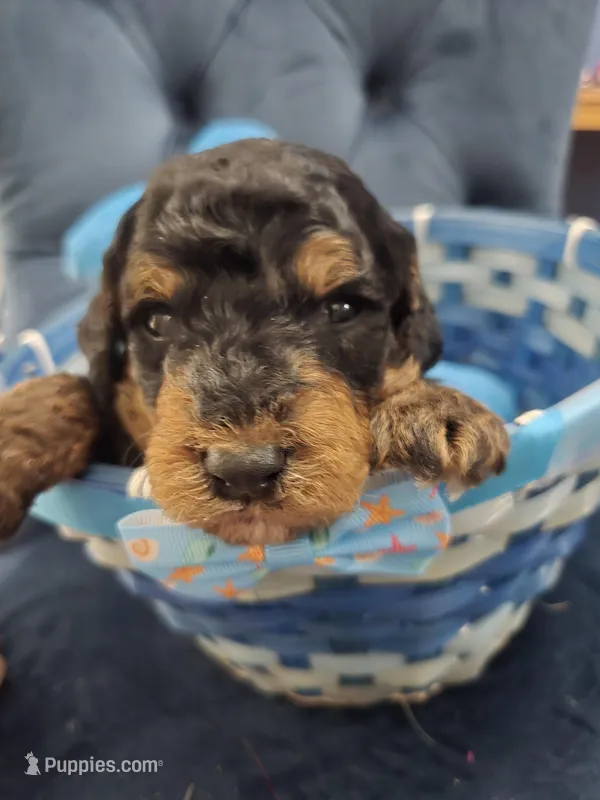 Blue – Goldendoodle puppy for sale in North Augusta, SC