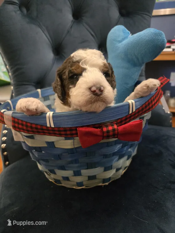 Red – Goldendoodle puppy for sale in North Augusta, SC