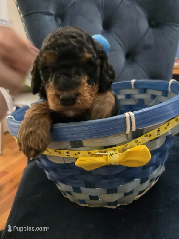 Yellow – Goldendoodle puppy for sale in North Augusta, SC