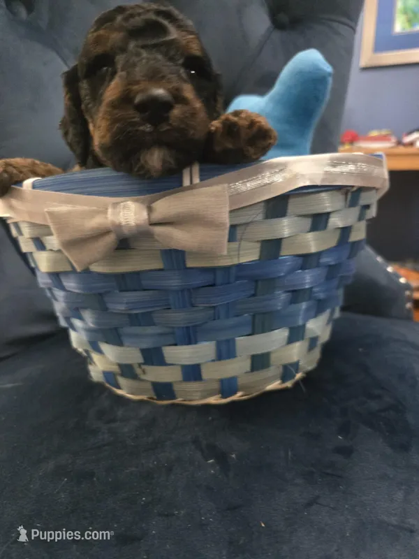 Gray – Goldendoodle puppy for sale in North Augusta, SC