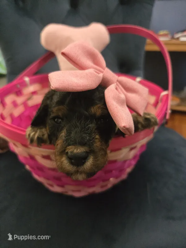 Pink – Goldendoodle puppy for sale in North Augusta, SC